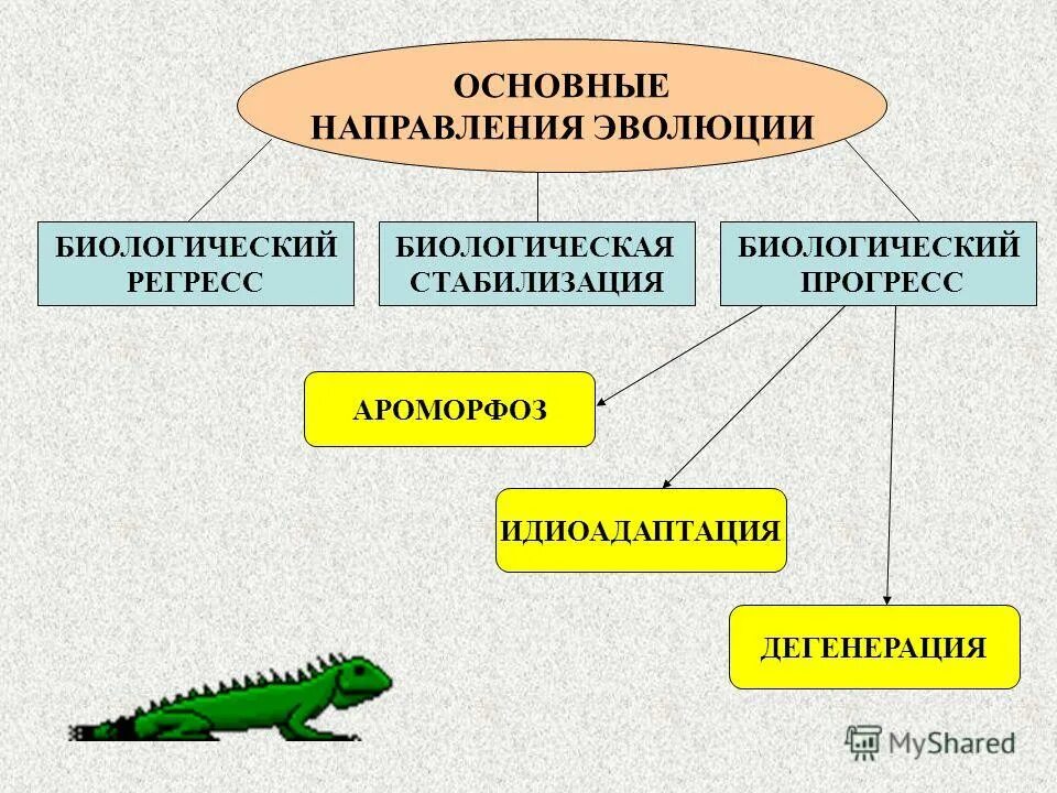 Основные направления эволюции. Основные направления эволюции биологический регресс. Прогресс регресс идиоадаптация. Ароморфоз идиоадаптация дегенерация.