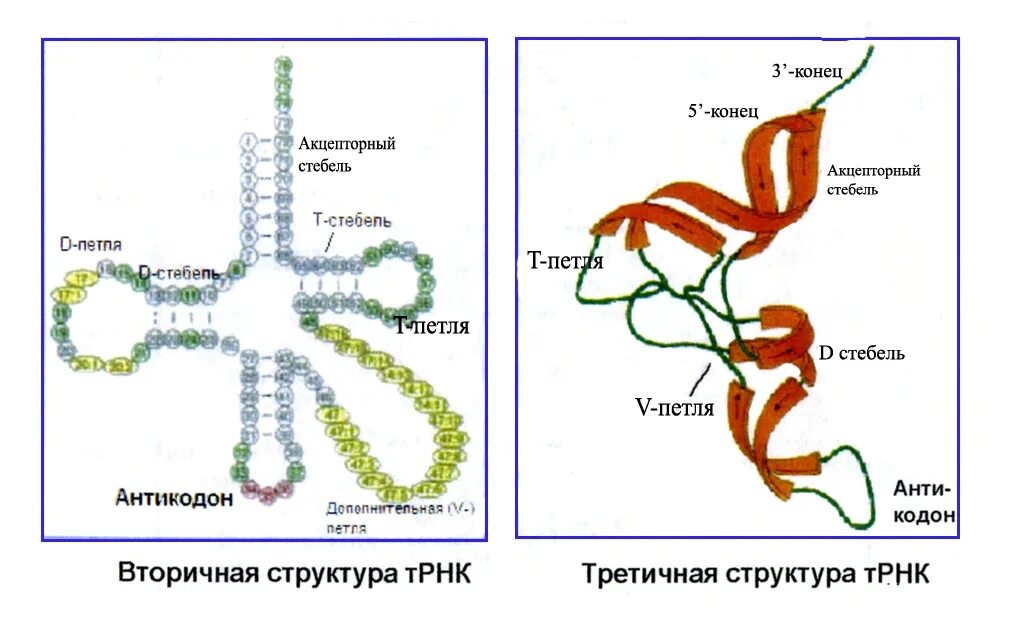 Молекулярная организация ТРНК. Акцепторный стебель ТРНК функции. ТРНК адапторная молекула. Центральная петля ТРНК.