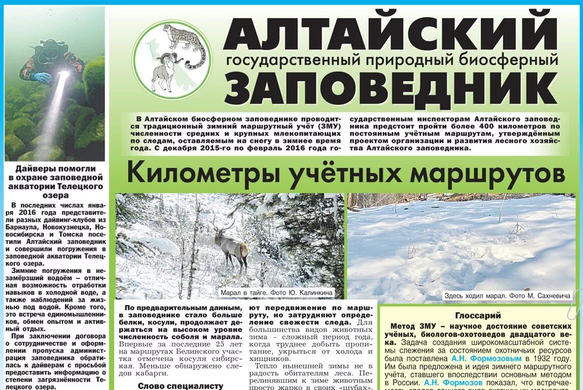 Газета о природе. Статья о природе в газете. Заметка из газеты о природе. Заметка в газету про природу. Сообщение о алтайском заповеднике