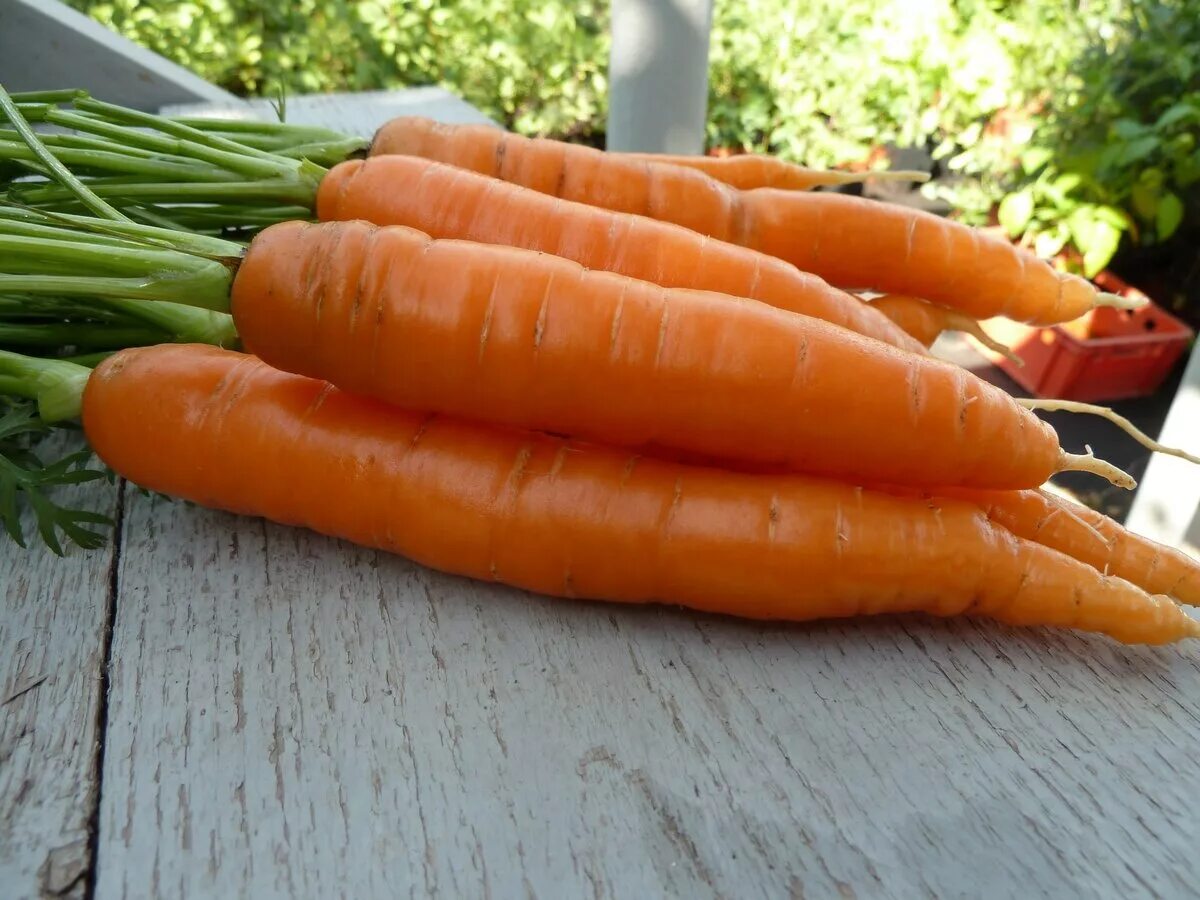 Сколько лет морковь про. Морковь Леандр. Морковь витаминная 6. Морковь сорта Леандр. Морковь домашняя.
