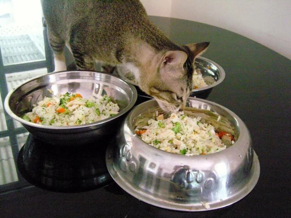 Еда для кошек. Домашняя еда для кошек. Еда для кошек корм. Домашние блюда для кошек. Варят кошек