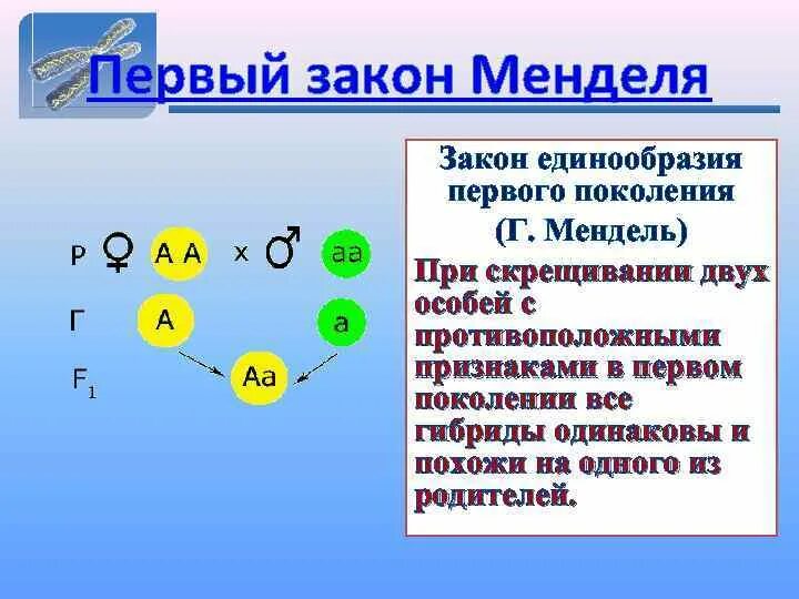 Первое правило гибридов первого поколения. Закон единообразия 1 закон Менделя. Закон единообразия гибридов первого поколения. Закон расщепление признака 2 закон Менделя. Первый закон Менделя закон единообразия гибридов первого поколения.