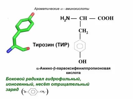 Тирозин триплет