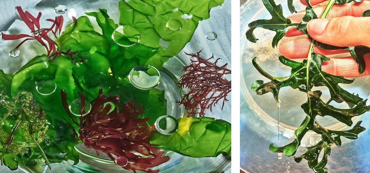 Масло водорослей. Масло морских водорослей. Еда будущего водоросли. Зеленая водоросль в масле.