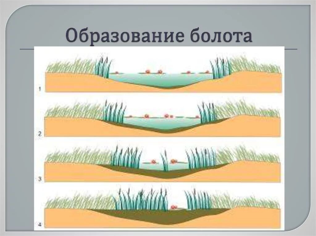 Как происходит образование болота. Зарастание болот схема. процесс образования болота схема. болото образование зарастание озера. процесс зарастания водоема.