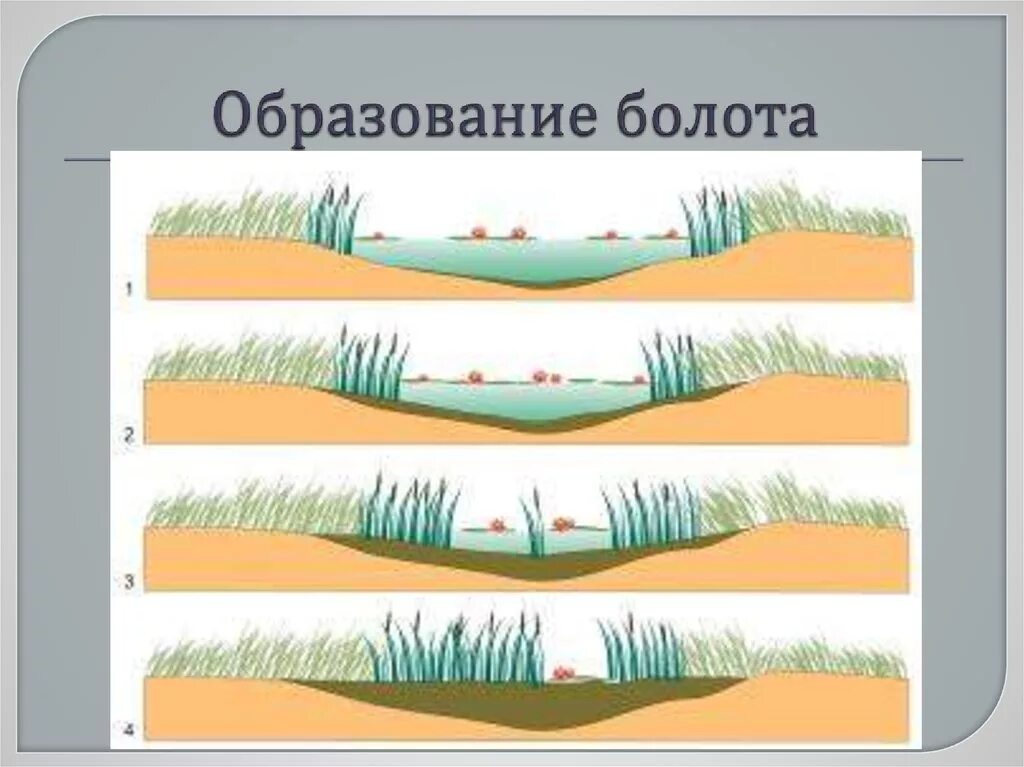 Этап болото. Зарастание болот схема. Процесс образования болота схема. Болото образование зарастание озера. Процесс зарастания водоема.