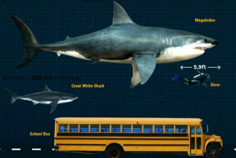 Какой длины акула. МЕГАЛОДОН акула Размеры. Вес МЕГАЛОДОНА акула. МЕГАЛОДОН рост и вес. Длина и вес МЕГАЛОДОНА.