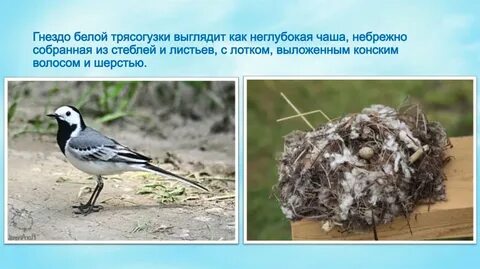 Изучение гнездового поведения белой трясогузки метод