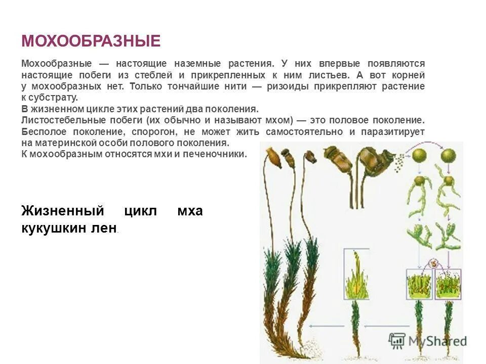 Водоросль griffithsia flosculosa. Мохообразные в отличие от зеленых водорослей. Отличие водорослей от мхов таблица. Отличия и различия мохообразных и водорослей. Отличие мхов от водорослей.
