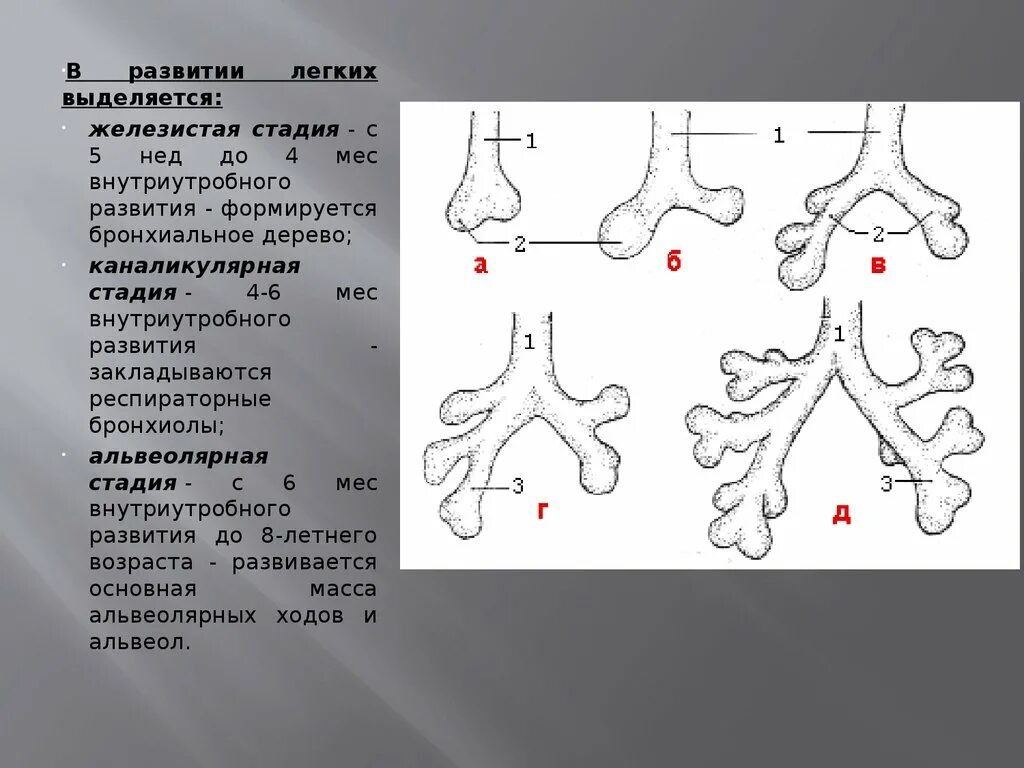 Стадии развития легких. Развитие дыхательной системы в эмбриогенезе. Этапы формирования легких. Каналикулярная стадия развития легких. Этапы развития легких у человека.