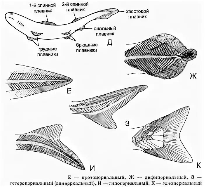 Строение хвостового плавника рыб. Типы хвостовых плавников у рыб. Строение плавников рыб. Строение гомоцеркального плавника.