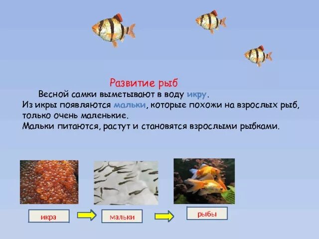 Мальки гуппи. Мальки сига. Мальки это 2 класс. Мальки это 2 класс. Мальки рыбок данио.