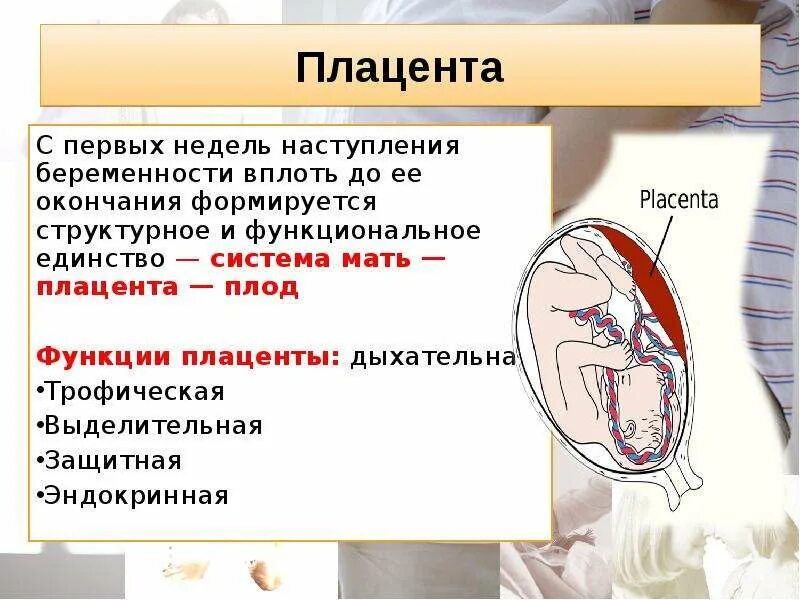 Период формирования плаценты. Роль плаценты в системе мать-плод. Почему мама в 16 а не беременна