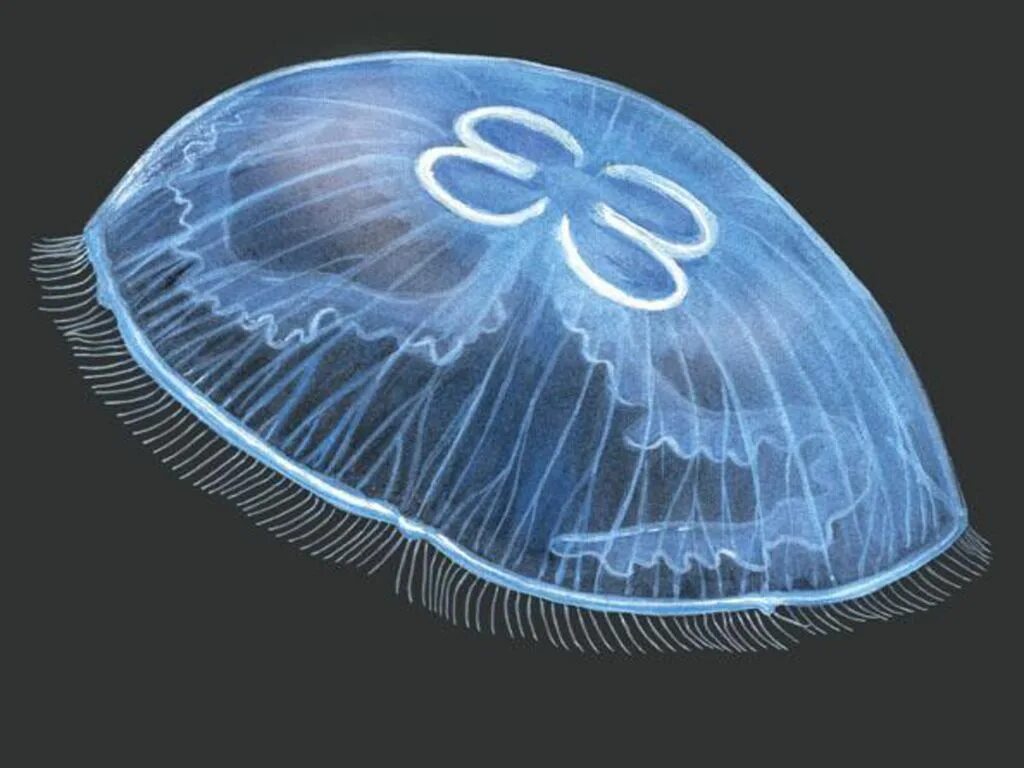 Медуза какая симметрия тела