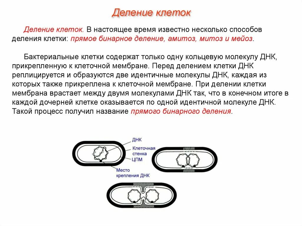 10 5 клеток днк. Деление клетки схема митоз мейоз бинарное деление. Бинарное деление и митоз отличия. Амитоз и бинарное деление. Бинарное деление и амитоз разница.