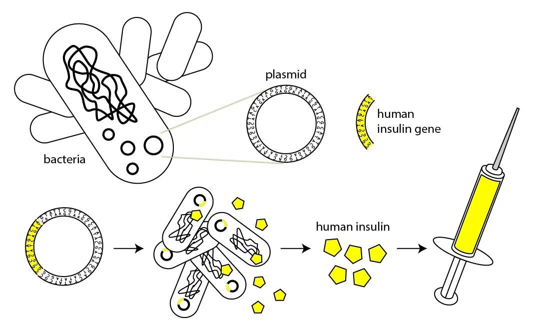 Плазмиды биотехнология. Схема искусственного получения инсулина. Схема способы получения инсулина человека. Биотехнология бактерия инсулин. Схема подключения инсулина клетки.