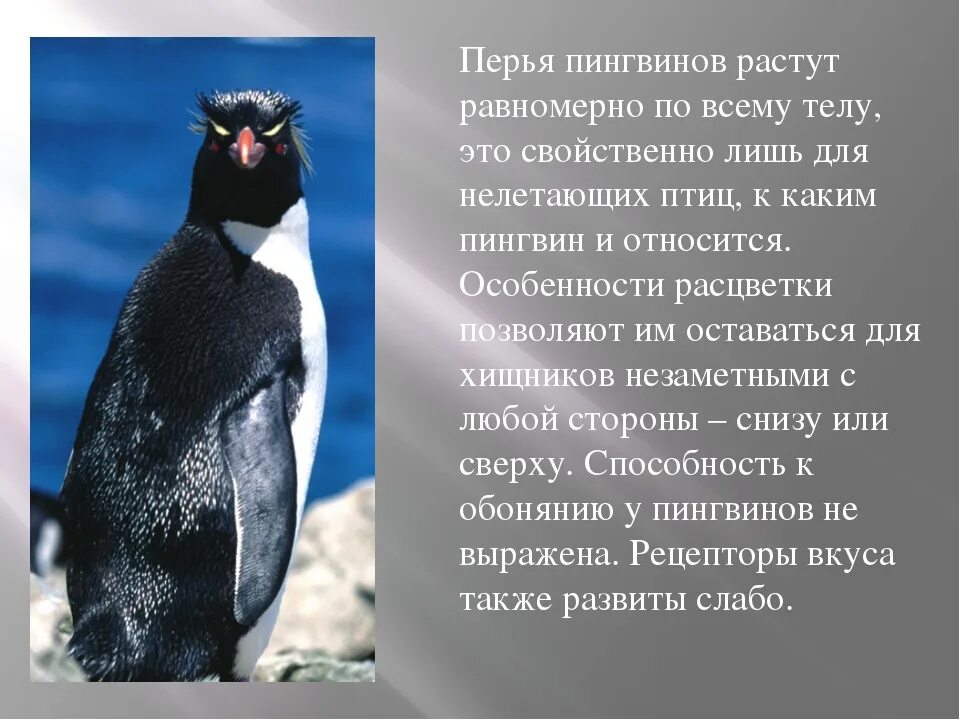 Описание пингвина. Доклад про пингвинов. Интересное о пингвинах для детей. Пингвин краткое описание. Рассказы про пингвинов для детей