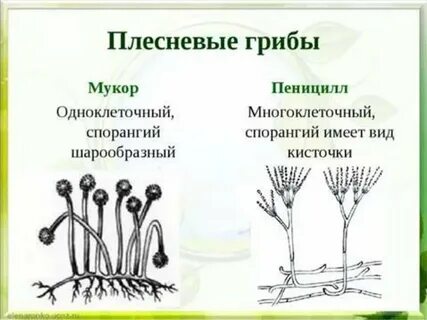 Чем отличается гриб мукор от пеницилла
