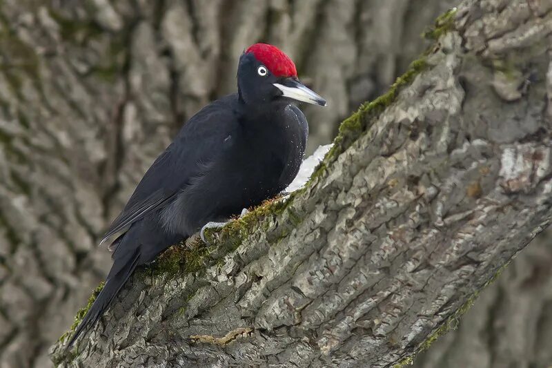 черный дятел без красной шапочки. чёрный дятел с красной шапочкой. полностью черный дятел. чёрный дятел с красной шапочкой. черный дятел без красной шапочки.