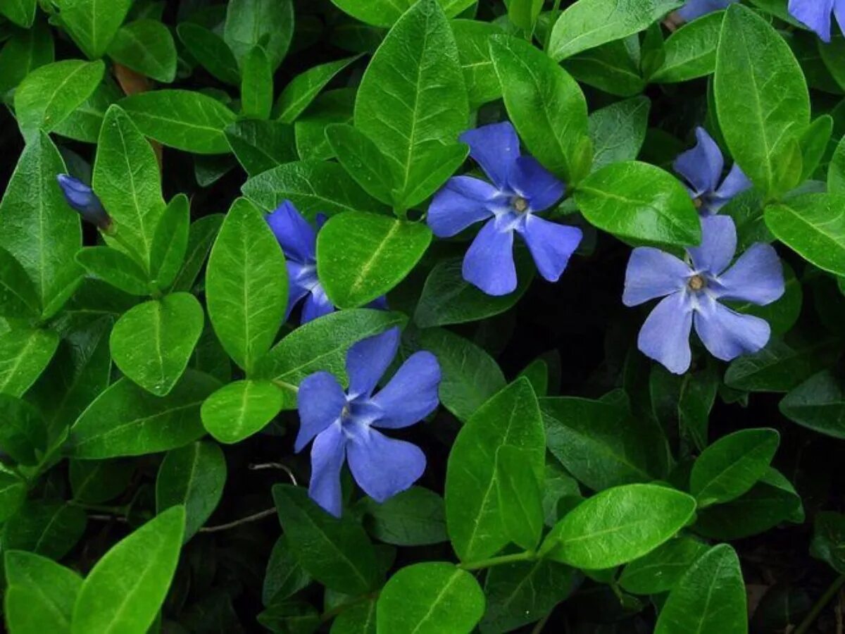 Цветок барвинок фото и описание. Барвинок малый (Vinca Minor). Барвинок Атропурпуреа. Барвинок малый Атропурпуреа. Барвинок малый (Vínca Mínor).