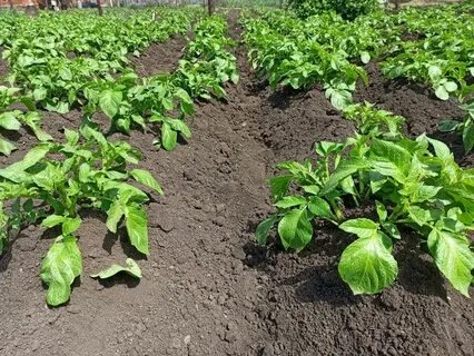 Окучивание картофеля для чего и когда проводится