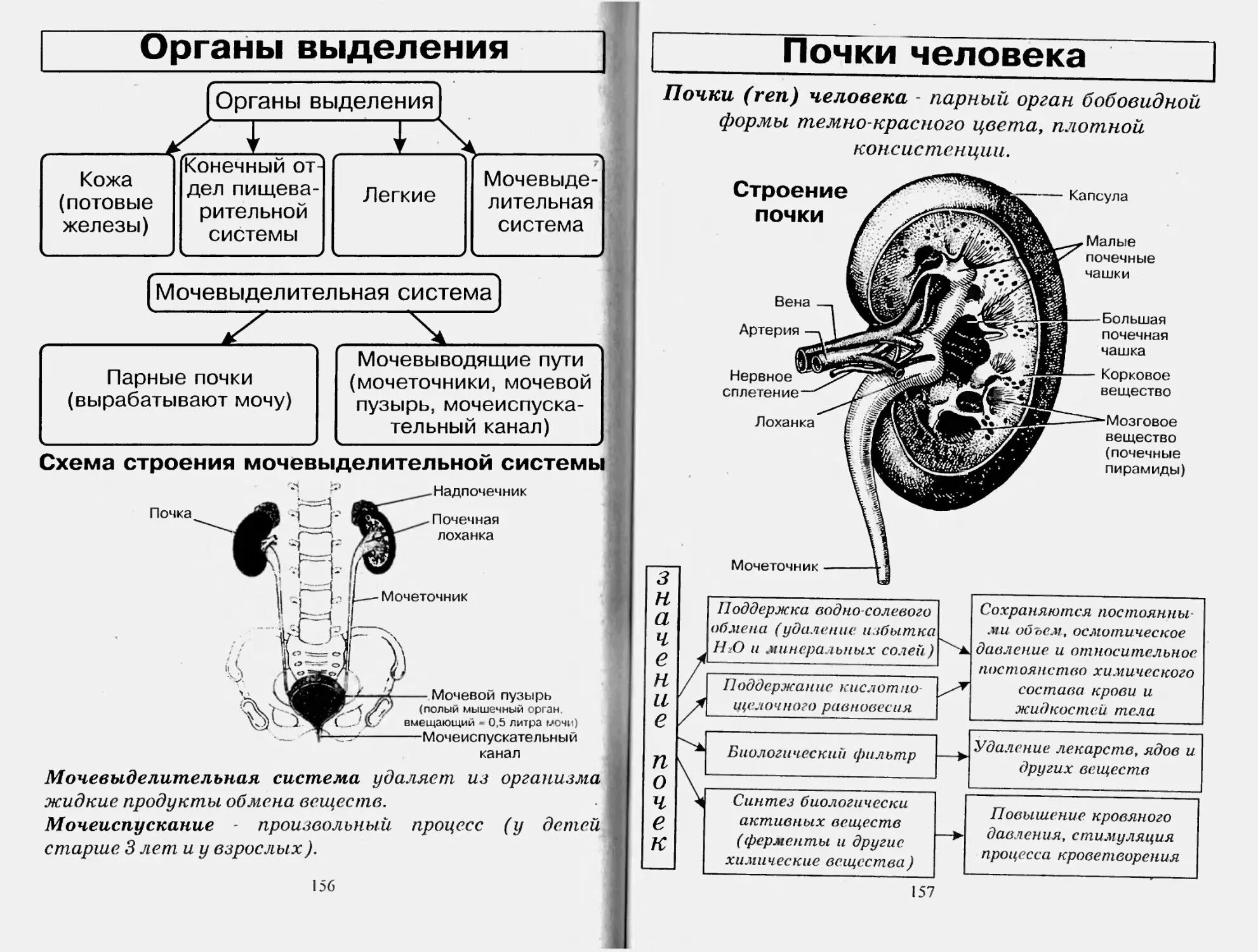 Биология человека егэ. Таблица выделительная система почки. Выделительная система человека схема ЕГЭ. Выделительная система строение и функции почек. Строение выделительной системы таблица.