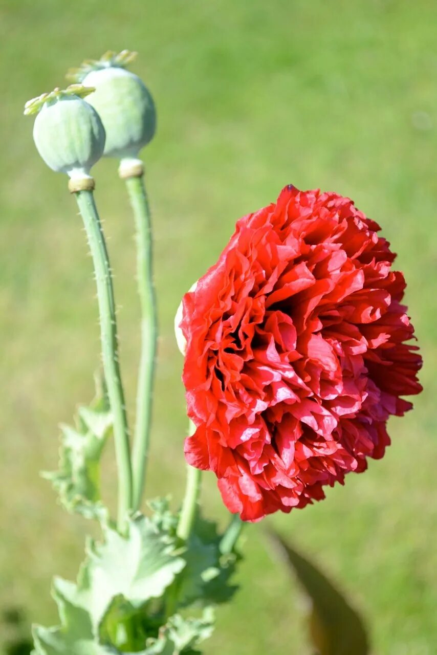Как отличить мак. Мак опийный (papaver somniferum). мак снотворный (papaver somniferum). папавер цветок. мак растение опиум.