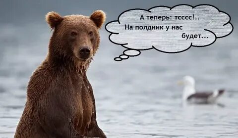 Медведь афоризмы