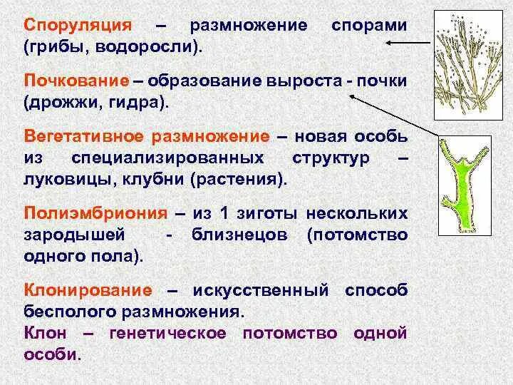 Спорообразование и вегетативное размножение. Способы размножения грибов почкование. Образование спор бесполое размножение. Споруляция. Споруляция размножение.