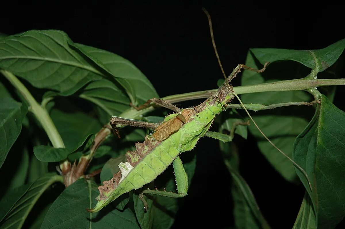 File:Gynandromorphism in Crocothemis servilia.jpg - Wikipedia