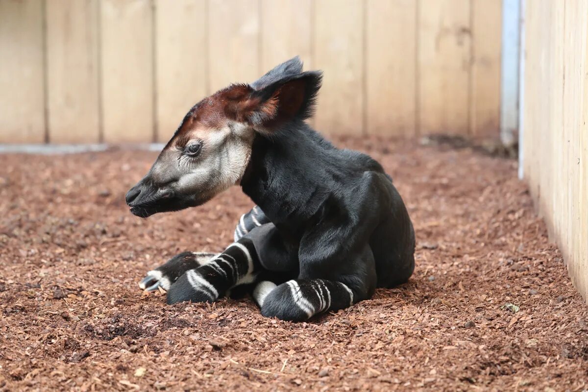 Поселок сычево зоопитомник. Снежный барс в московском зоопарке. Зоопарк в реже. Гималайский дымчатый леопард. Детеныш гепарда.