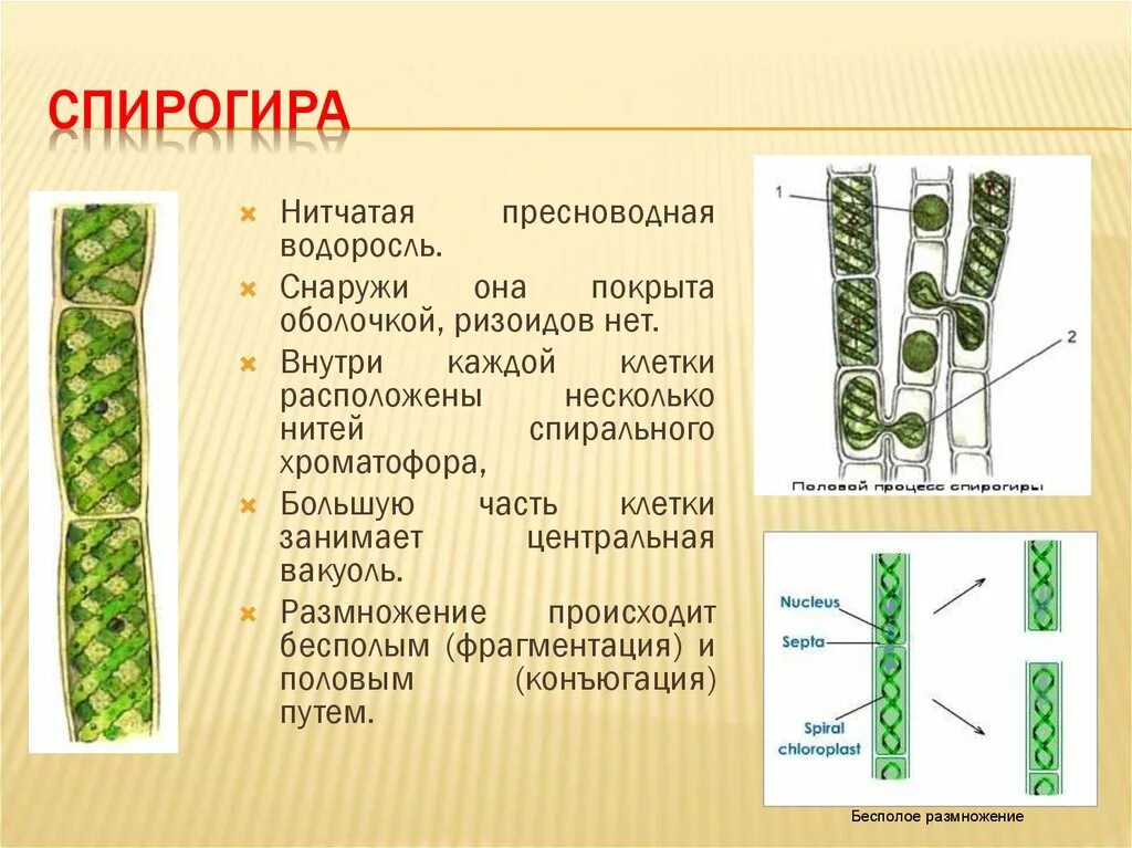 Спирогира имеет