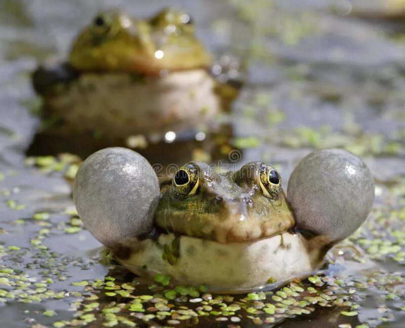 Медвежьи ушки толокнянка. Медвежья ягода толокнянка. Каперсы дерево. Толокнянка красноплодная. Толокнянка обыкновенная arctostaphylos uva ursi.