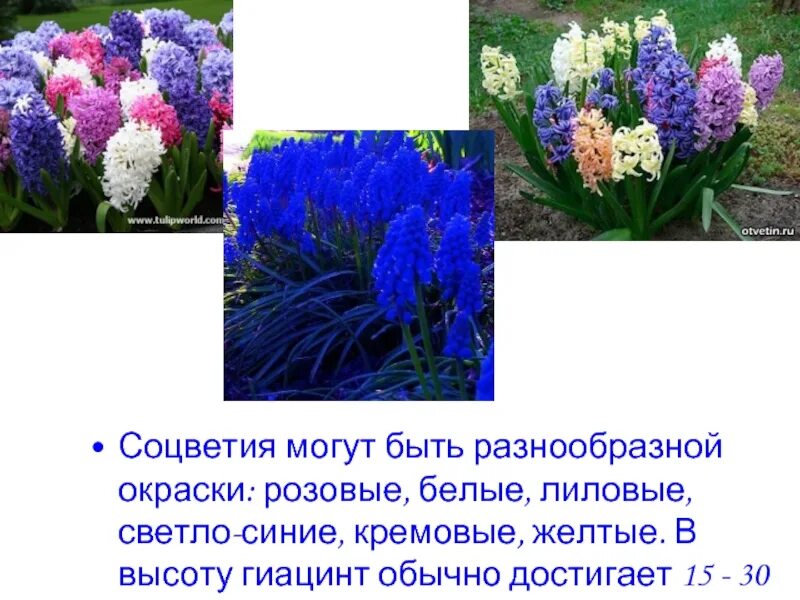 Значение цветов гиацинт. Гиацинт легенда о цветке. легенда о цветах гиацинтах. гиацинт соцветие. гиацинт описание.