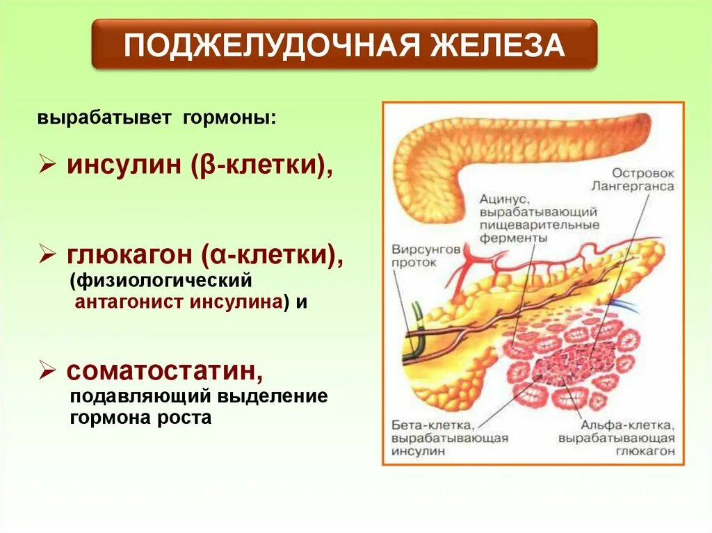 Строение и физиология поджелудочной железы. Физиологическая роль гормонов поджелудочной. Функции поджелудочной железы схема. Клетки поджелудочной железы вырабатывающие гормоны. Поджелудочная железа избыток гормона