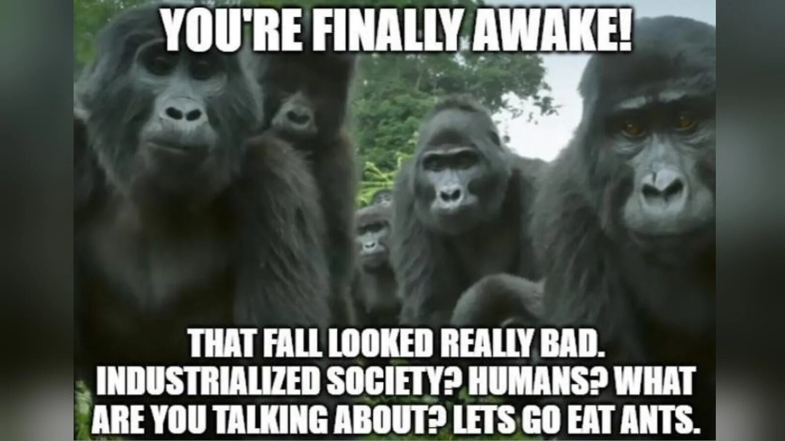 You are going to fall. Обезьяна Мем. Life could be Dream обезьяна. Манки Мем. Monkey или Monke.