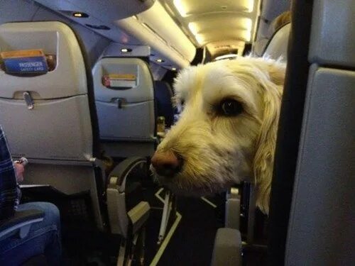 Emotional Support Animals May Not Be Allowed To Travel With You On Your Next Fli