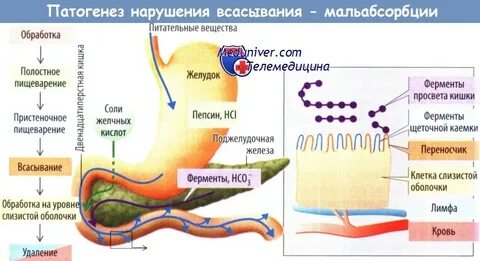Из кишечника в лимфу всасываются