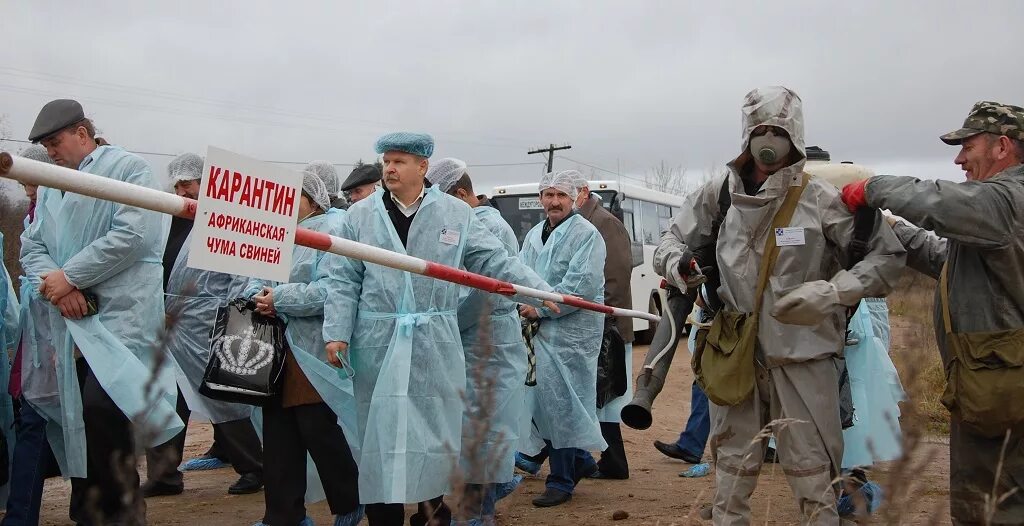 Чума в казахстане. Карантин африканская чума. эпидемия чрезвычайная ситуация. африканская чума свиней.