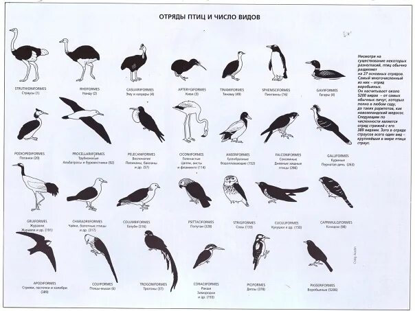 Отряды птиц кратко. Отряды птиц. Отряды птиц и представители. Классификация птиц. Отряды птиц схема.