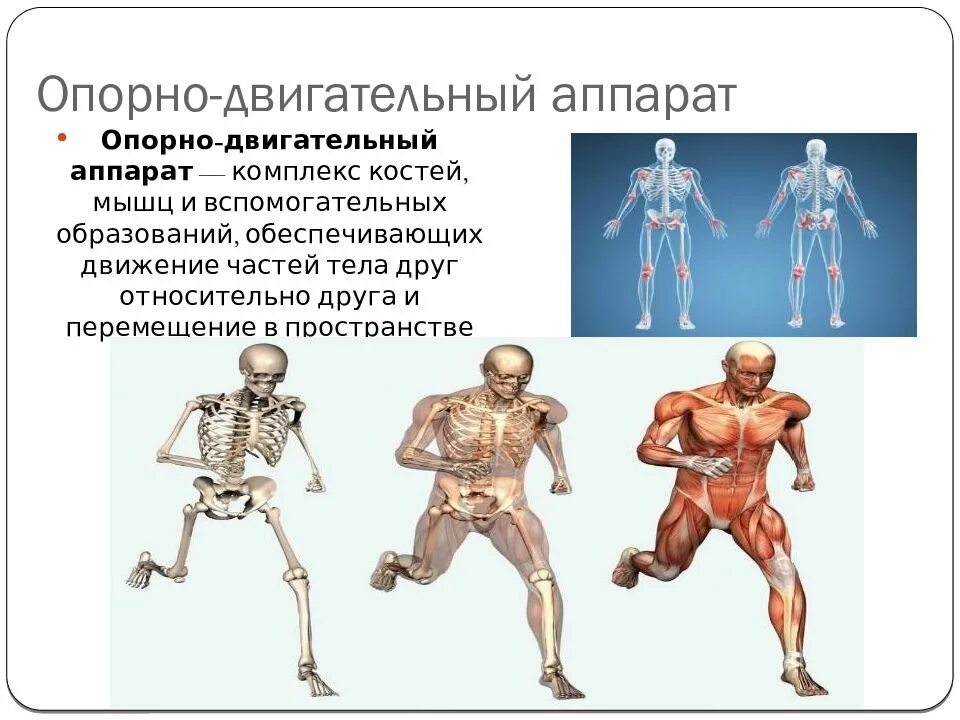 Опорно двигательный аппарат. Перечислите составные части опорно-двигательного аппарата. К активной части опорно-двигательный аппарат человека относятся:. Опорнодигательный аппарат. Оппорнолдвигательный аппарат.