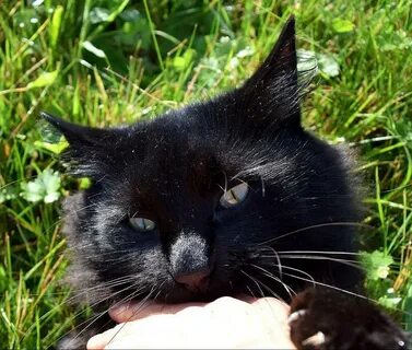 Год черного кота