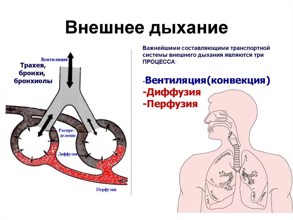 Внутреннее дыхание является. Дыхание внешнее и внутреннее схема. Внешнее дыхание физиология. Физиологические процессы внешнего дыхания. Механизм внешнего дыхания дыхательный цикл.