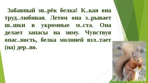 Бельчонок разбор