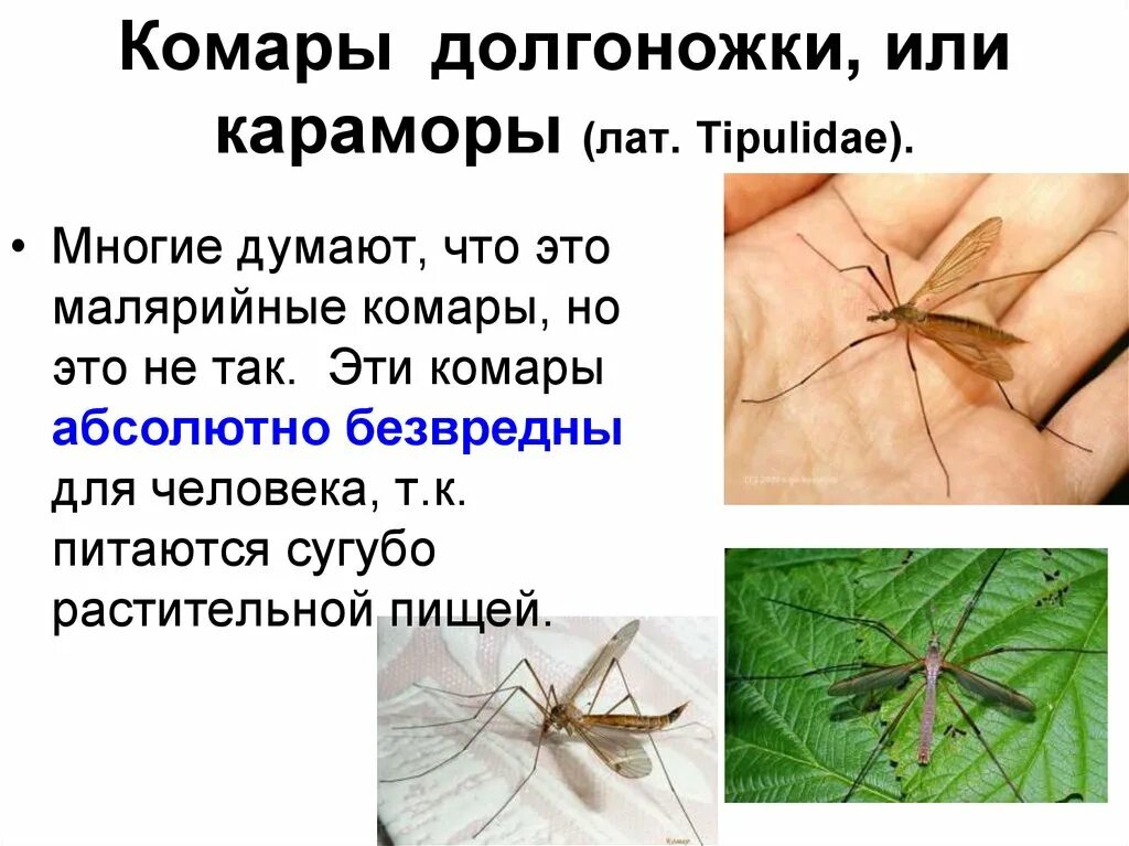Малярийный комар опасность. Опасны ли большие комары для человека. Чем опасны комары для человека. Личинка комара долгоножки. Опасны ли большие комары для человека.