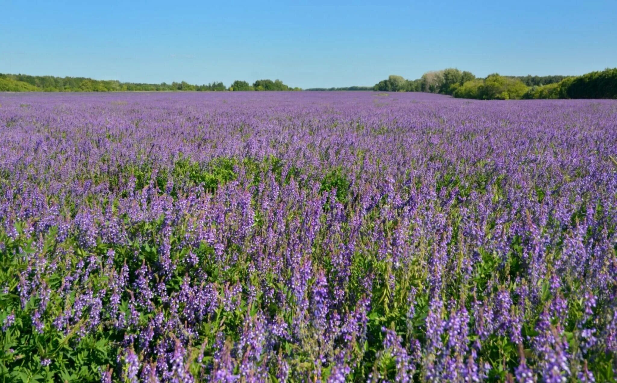 урожайность люцерны с 1 га зеленая масса. урожайность люцерны с 1 га зеленая масса. урожайность люцерны с 1 га зеленая масса. люцерна на га. урожайность зеленой массы люцерны.