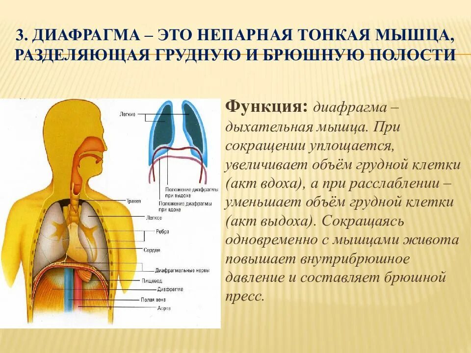 Орган отделяющий грудную полость от брюшной. Диафрагма человека анатомия расположение. Строение диафрагмы человека анатомия. Дыхательная диафрагма анатомия. Функции диафрагмы в дыхательной системе.