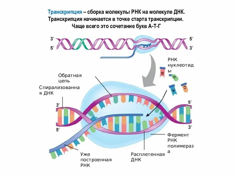 Транскрипция ДНК И РНК. Процесс транскрипции в биологии. Процесс транскрипции молекулы ДНК. Строение транскрипции ДНК.