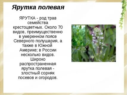 Систематика крестоцветных растений