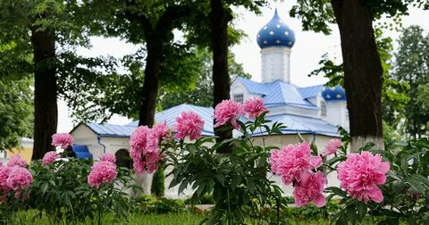 Цветы переславль залесский